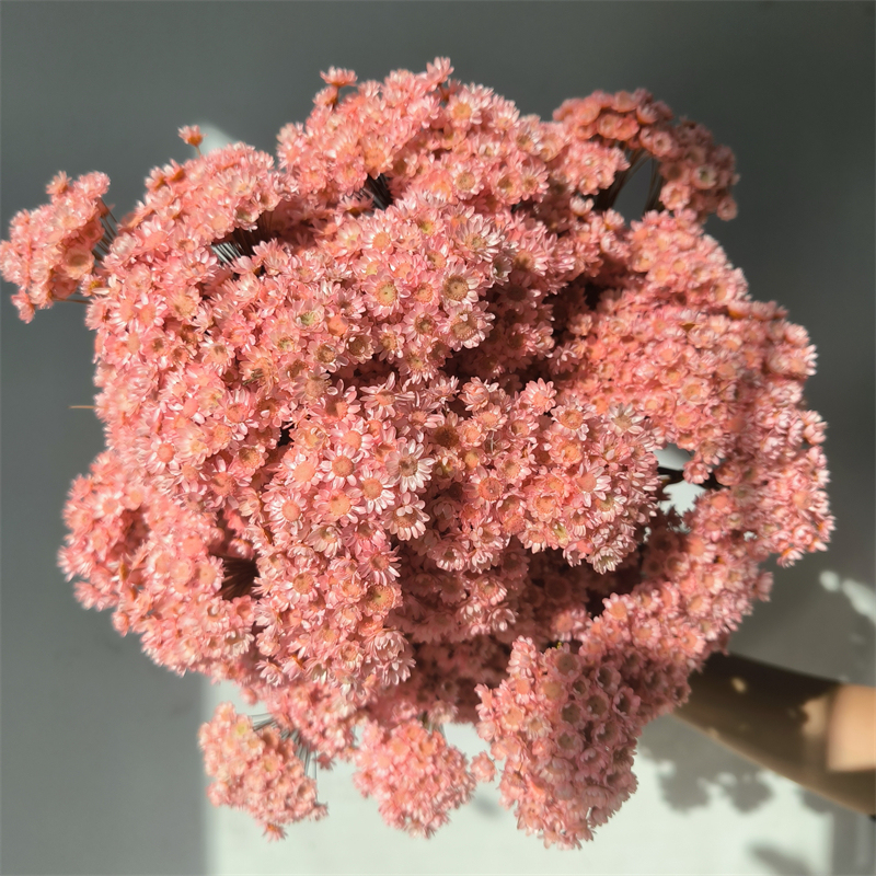 rosa 2