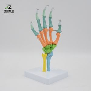 Nouveau modèle articulé de main 1:1 avec points de départ et d'arrivée des muscles, modèle pédagogique pour hôpitaux et écoles - Product Image 6