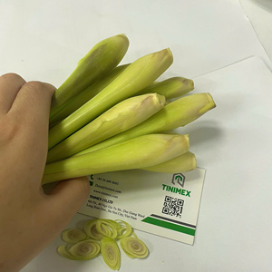 Wholesale Tinimex Premium Quality 100% Pure Fresh Frozen <b>Lemongrass</b> <b>Vietnam</b> 2-3 Months Shelf Life Competitive Pricing for Export - Product Image 4
