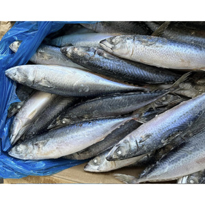 Precio de caballa <span class=keywords><strong>China</strong></span> Caballa Pescado de hielo Pescado de caballa del Pacífico congelado - Product Image 2