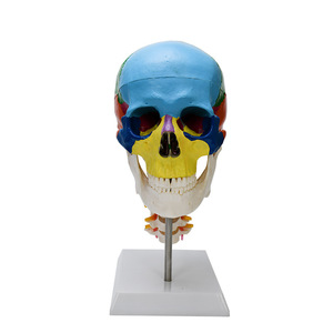 Modelo anatómico del <span class=keywords><strong>esqueleto</strong></span> de la anatomía humana <span class=keywords><strong>con</strong></span> la vértebra cervical coloreada de los <span class=keywords><strong>huesos</strong></span> - Product Image 2