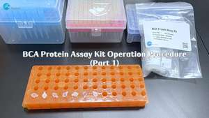Kit <span class=keywords><strong>ELISA</strong></span> FineTest Personalizado para Proteína Humana HMGB1 (Grupo de Alta Mobilidade B1) - Product Image 2