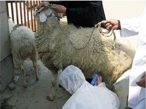 Strumento veterinario per i test di gravidanza su animali per gli ovini ovini e caprini - Product Image 6