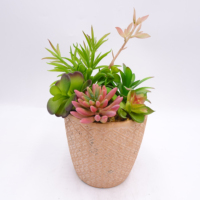 Plantes de Cactus succulentes assorties plantes succulentes vivantes artificielles avec pots de jardinière décor de bureau intérieur à la maison Carton écologique