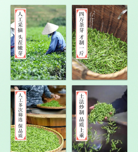 Thé vert Maofeng du Mont Huangshan, Anhui, nouvelle récolte 2026, bourgeons tendres Mingqian, vente en gros 4A - Product Image 6