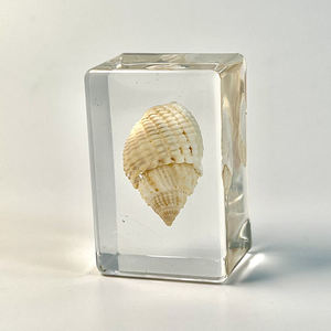 Decorazioni per la casa personalizzate resina trasparente fermacarte artigianale resina trasparente conchiglie reali campioni decorazione artigianato - Product Image 5