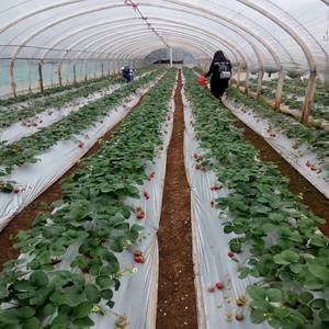 UV התייצב/עמיד אנטי עשב לבן שחור או כסף שחור רעיוני PE גן מאלץ פלסטיק סרט - Product Image 6