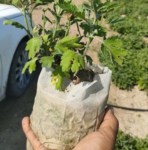 Petits sacs <span class=keywords><strong>de</strong></span> culture pour plantes, pots <span class=keywords><strong>de</strong></span> semis non tissés, sacs <span class=keywords><strong>de</strong></span> semis respirants pour le jardinage - Product Image 6