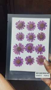 Fleurs de chrysanthème séchées pressées, marguerite violette, spécimen végétal, artisanat floral pour la décoration des ongles - Product Image 4