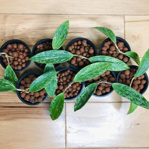 Expanded <b>Clay</b> Leca <b>Balls</b> for Plant Growth Horticultural Use - Product Image 3