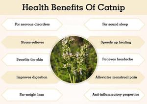 Fabricant d'huiles d'aromathérapie animales naturelles en vrac, <span class=keywords><strong>huile</strong></span> essentielle d'herbe à <span class=keywords><strong>chat</strong></span> crue en gros nouveau 100% pur pour jouets de <span class=keywords><strong>chat</strong></span>, vaporisateur - Product Image 3