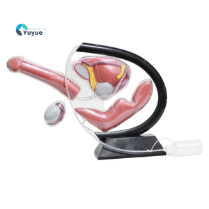 Masculino Anatomia Genitourinária Formação Modelo com Cateterismo Equipamento Educacional - Product Image 1