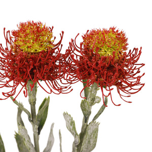 Sun Needle Pad Flower 60cm Long 10cm Head Diameter High Simulation Wedding Home Decorations - Product Image 4