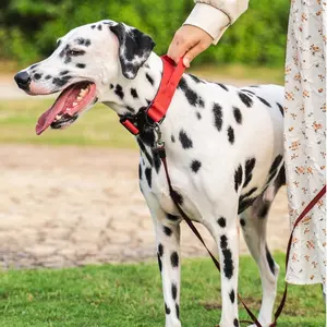 Verstelbare Hond Tactische Halsband En Riem Set Solide Groothandel Hoge Kwaliteit Nylon Zwarte Hondenhalsband