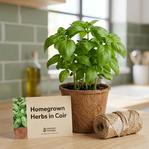 Maceta Ecológica Biodegradable de Coco - Contenedor Natural para Cultivo de Plántulas para Agricultura y Horticultura - Product Image 3