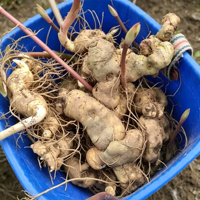 Extrait de poudre de graines de Polygonatum de qualité alimentaire supérieure, polyphénols, saponines, alcaloïdes, extraction liquide-solide en flacon