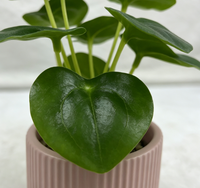 Plantes succulentes artificielles en plastique vertes pour la décoration de bureau et de maison, mini 16 cm, écologiques, pour la remise des diplômes