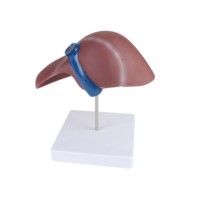 Enseignement médical et outil éducatif Modèle anatomique du foie humain de haute qualité pour l'étude d'anatomie