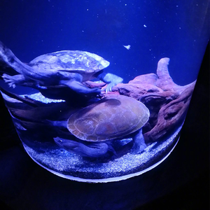 Poissons D'eau salée <span class=keywords><strong>Aquarium</strong></span> Moderne Designable Marin D'<span class=keywords><strong>aquarium</strong></span> d'<span class=keywords><strong>aquarium</strong></span> - Product Image 5