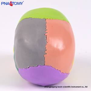 Modèle <span class=keywords><strong>de</strong></span> crâne coloré en 15 parties avec affichage <span class=keywords><strong>de</strong></span> couleur zoné, crâne <span class=keywords><strong>de</strong></span> taille réduite détachable, outil d'enseignement médical et d'entraînement en anatomie - Product Image 3