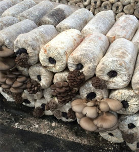 מבצע קל שקית פטריות/פטריות קומפוסט פטריות לגדול ציוד טיפוח מקל - Product Image 6