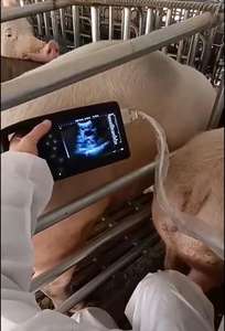 Équipement de test de <span class=keywords><strong>scanner</strong></span> portable, appareil d'échographie vétérinaire portable pour le diagnostic des porcs, des chiens et des moutons - Product Image 3
