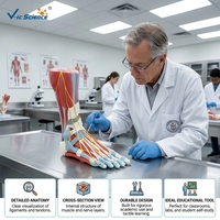 Modelo Anatómico de Músculos del Pie Humano, Tamaño Real, Músculos, Huesos y Ligamentos del Pie, Modelo para Enseñanza de Podología, CE/ISO/ROHS/CNAS
