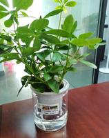 Pot de plante rond en plastique transparent auto-arrosant pour plantes succulentes, pour jardin et usage domestique, emballé en carton