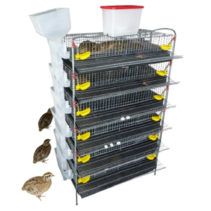 Equipo Comercial para Cría de Codornices, Sistema de Alimentación Automática para Cría de Alta Densidad - Product Image 6