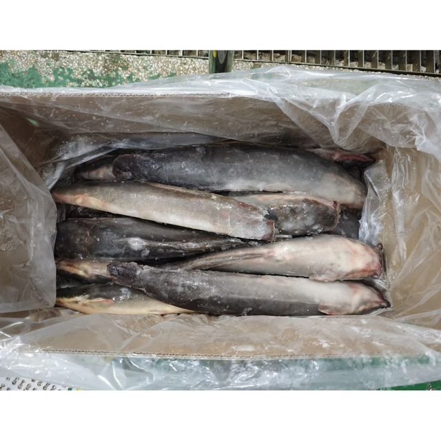 Whole Sale Price  Frozen Catfish Whole Round Top- Selling Seafood for African Market