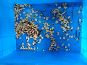 Machine de tri optique automatique des cacahuètes et pistaches avec CCD, trieuse industrielle des noix pour noix, amandes, noix de cajou, noisettes - Product Image 3