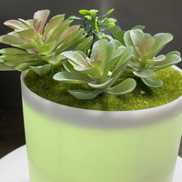 Humidificateur d'air pour plantes vertes 400ML, diffuseur ultrasonique d'huiles essentielles et d'arôme pour maison et bureau