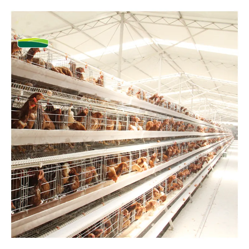 layer farming equipment battery cage egg laying hen