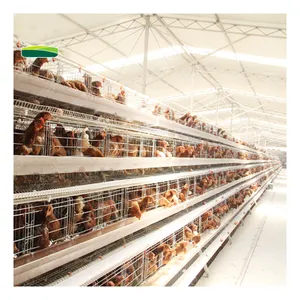 Factory price layer cages Automatic poultry cages for layer chickens the layer chicken steel cage