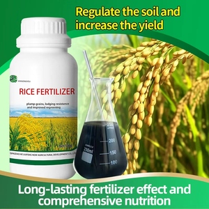 Lúa năng suất cao với rễ Phân bón hữu cơ tăng trưởng để tăng thu nhập trong lĩnh vực thu hoạch hạt gạo đầy đặn - Product Image 2