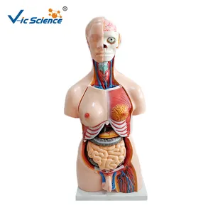 Modelo anatômico do corpo humano torso, modelo humano anatômico 85cm unissex 40 peças para ensino