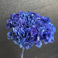 Hortensia séché préservé pour mariage, tige unique, grande feuille, dégradé naturel, fleur éternelle, décoration intérieure, bricolage floral