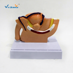 Modelo Anatómico Sagital Mini de Pelvis Masculina y Femenina, Modelo de Anatomía Masculina, Modelo de Enseñanza Médica Humana - Product Image 1