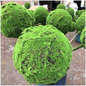 Tapis de gazon artificiel, toile de fond aspect naturel, mur végétal artificiel, mousse, <span class=keywords><strong>plante</strong></span> artificielle, toucher réel, cadeau, tapis décoratif en gazon artificiel - Product Image 1