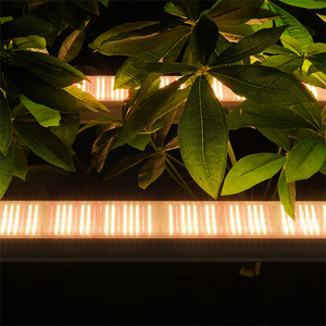 Lámpara LED de Alta Eficiencia para Cultivo en Interiores, Bajo Toldo, para Tomate, Pimiento, Fresa, Pepino, Invernadero - Product Image 3