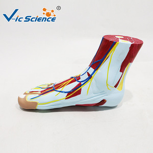 Modèle anatomique du muscle plantaire du pied humain, modèle pédagogique des tissus du pied, outil d'entraînement à l'anatomie du pied - Product Image 3