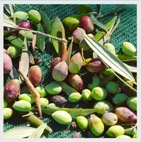100% Jaring Zaitun HDPE Baru untuk Pertanian Olive Collection Net