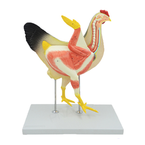 แบบจำลอง<span class=keywords><strong>ไก่</strong></span> Gelsonlab HSBM-456 คุณภาพสูง ทำจากพีวีซี สำหรับการเรียนการสอนทางการแพทย์ - Product Image 3