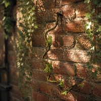 Guirlande de vigne artificielle en rotin, branche torsadée, mousse de fougère, écologique, pour grille murale, toile de fond de mariage, verdure de café, plantes artificielles