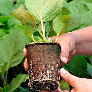 Pots de <span class=keywords><strong>fleurs</strong></span> ronds en papier biodégradables, organiques, jetables et compostables pour pépinière - Product Image 4
