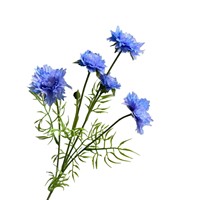 Bunga Sutra Buatan 5 Tangkai Cornflower Gaya Korea Segar Buatan Tangan Tahan Lama untuk Dekorasi Lorong Pernikahan dan Properti Foto