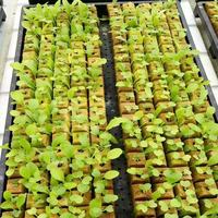 Laine de roche agricole jaune clair - Matériau horticole écologique et biodégradable pour la culture hors-sol de légumes de jardin