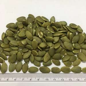 Semillas <span class=keywords><strong>de</strong></span> <span class=keywords><strong>calabaza</strong></span> <span class=keywords><strong>gigante</strong></span>, semillas <span class=keywords><strong>de</strong></span> <span class=keywords><strong>calabaza</strong></span> frescas, precio directo <span class=keywords><strong>de</strong></span> fábrica - Product Image 5