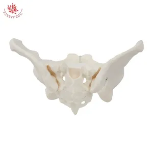 Medicina <span class=keywords><strong>de</strong></span> anatomía Modelo <span class=keywords><strong>de</strong></span> pelvis femenina Tamaño real Hueso <span class=keywords><strong>de</strong></span> la cadera femenina Modelo <span class=keywords><strong>de</strong></span> anatomía pélvica Modelo <span class=keywords><strong>de</strong></span> Anatomía <span class=keywords><strong>de</strong></span> <span class=keywords><strong>mujer</strong></span> <span class=keywords><strong>de</strong></span> PVC - Product Image 3
