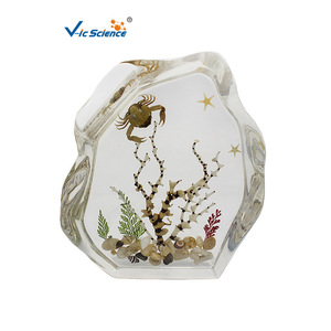 Coral Seascape Embedded Specimen Display Stand, Exquisite Ornament for Schools and Museums, Teaching Equipment for Primary and - Product Image 1